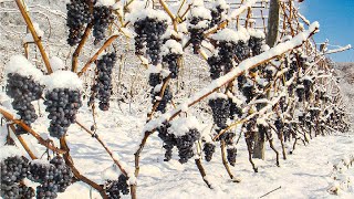Snow Grape Harvesting and Processing - Snow Grape Farming Technique - Snow Grape Wine Factory