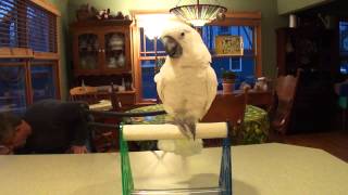 Cockatoo Throws Ball