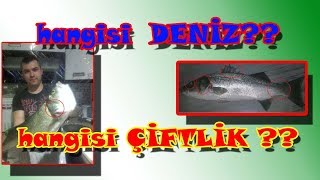 DENİZ LEVREĞİ VE ÇİFTLİK LEVREĞİ NASIL AYRILIR ? farkları neler?