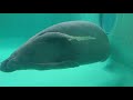 美ら海水族館のマナティーはグルグル回転するしよく食べる manatee churaumi aquarium）