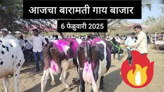 आजचा बारामती गाय बाजार || baramati cow market in maharashtra ||