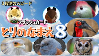 【フラッシュカード】くり返しておぼえる♪ひらがなで「とりの なまえ８」