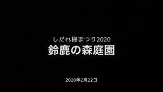 鈴鹿の森庭園・しだれ梅まつり2020