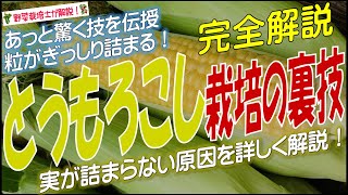 トウモロコシ栽培の裏技（粒がぎっしり詰まる！実が詰まらない原因を詳しく解説！）