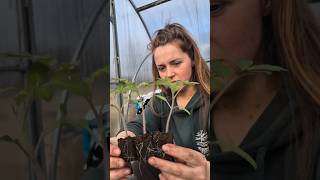 Don't forget this important rule when potting up and transplanting your tomatoes 🍅