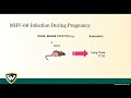 Infection in Pregnancy - Gil Mor, MD, PhD