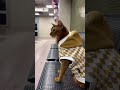 Un Gatto in Metro a Milano