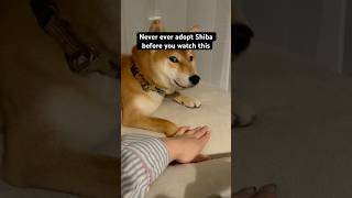 Never adopt shiba before you watch this! #shiba #dogshorts