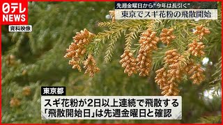 【スギ花粉】10日から飛散開始と発表  去年より5日早く…  東京都