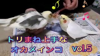 トリまね上手なプヨンちゃん編vol.5オカメインコ【３羽のオカメちゃんと足りないわたし】 ＃オカメインコ#cockatiel #MayIsmile＃オカメインコものまね