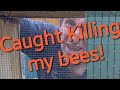 Caught Killing my Honey Bees - Beekeeping