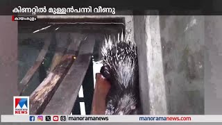 കിണറ്റില്‍ വീണ് മുള്ളന്‍ പന്നി; രക്ഷകരായി വനംവകുപ്പ്| Kayamkulam