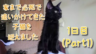 ジジみたいな子猫が家にやって来ました！(Part1)【おばあちゃんから黒猫を譲り受けました🐾運命の出逢いのその後】We adopted a baby  cat ( first day home)