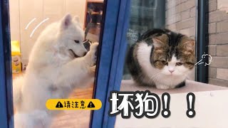 【直播】猫咪吃独食激怒萨摩耶，为报复泄愤狗狗把铲屎官反锁阳台2小时！ ｜李喜猫