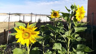 【收获向日葵瓜子】从葵花籽种起到赏花再到收获葵花籽