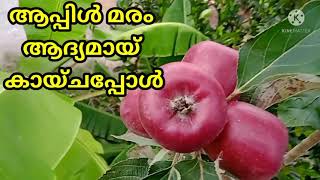 Apple fruit @home  ആപ്പിൾ മരം ആദ്യമായ് കായ്ചപ്പോൾ