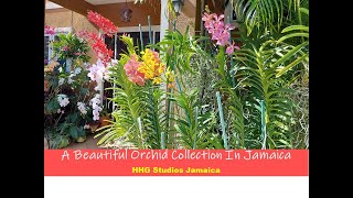 A Beautiful Orchid Collection in Jamaica