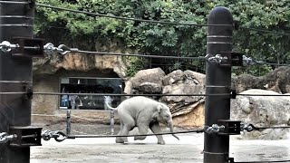 20210916 上野動物園　アジアゾウ②　葉っぱを食べるアルン　ウタイがプールに入ると走り出すアルン