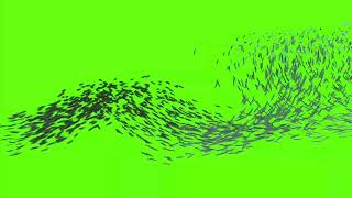Fish green screen // Green screen fish swimming