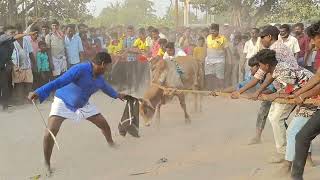 கலவை அடுத்த மாம்பாக்கம் கிராமத்தில் ஸ்ரீ எட்டியம்மன் கோயில் எருதாட்டம்