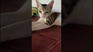 #ஒரு வேளை டூப்ளிகேட் சரக்கா இருக்குமோ#cat#