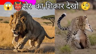 सेर का शिकार//lion hunting animal video 😱