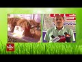 వానాకాలం సాగుపై మెళకువలు kharif paddy cultivation hmtv agri