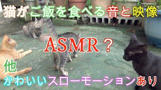 猫タイムTV #106 野良猫親子が私の家の庭に来た。猫がご飯を食べる音と映像。ASMR？👍好きな方必見！できたらファンになってね。かわいい猫動画を見て癒されてくださいにゃ(=^・^=)