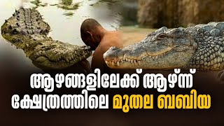 കാസർഗോഡ് കുമ്പള അനന്തപുര അനന്ത പത്മനാഭ സ്വാമി ക്ഷേത്രക്കുളത്തിലെ അത്ഭുത മുതല 'ബബിയ' ഓർമയായി