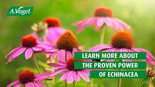 A.Vogel Echinaforce - Learn more about the proven power of echinacea