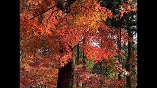 佐野市金蔵院の紅葉