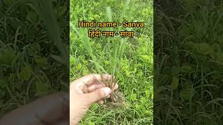 baby weed in kharif season part 3#plants #india #agriculture