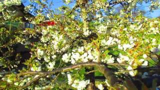 Mt.Fuji Flowering Cherry