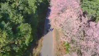 Drone view of cherry blossoms At Longkhum Village