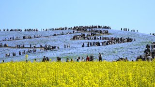 2019 ネモフィラと菜の花畑　Rape blossoms＆Nemophila