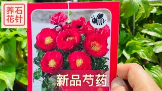 几种新型芍药花 - 矮小、紧凑、抗倒伏、适合盆栽 - patio peony