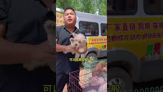 河南最大的农村狗市，全是大型猛犬大型犬 猛犬 狗市 @DOU+小助手