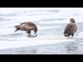 ♪鳥くん野鳥動画（北海道）オジロワシ～オオセグロカモメを食べるオジロワシjo6a2383