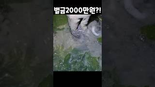 벌금 2천만원?! 절대 잡지마세요 #shorts