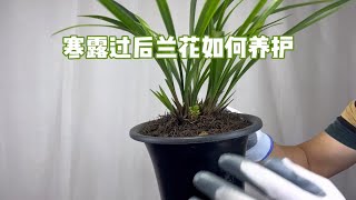 园艺师教你：寒露过后兰花该如何养护？简单实用！赶紧看看