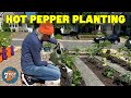 Hot Pepper Growing Update June 2020