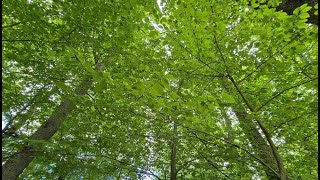 Dźwięki lasu i odgłosy natury, prawdziwy relaks i odprężenie / Polish forest, relax, rest, nature 🌲🌳