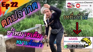 #Ep22 ตกปลากด ซ้ำหมายเดิมหมานคือเก่า ||ฅนมักซิดปลา||