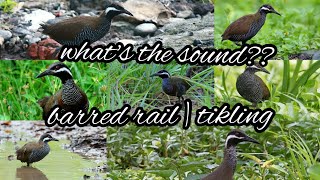 barred rail/tikling | definition and sound