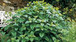 How to Identify Lemon Balm Plants - For Anxiety and Restlessness