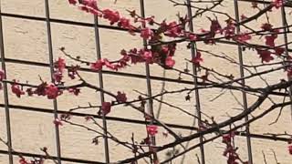 二子玉川Bird sanctuary   野鳥観察図鑑　紅梅に目白　等々力一丁目　2024年3月3日