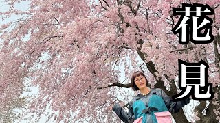 地元で花見〜#山形県鶴岡市 #花見#馬渡 #枝垂れ桜 #大山公園〜