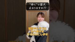 【犬種ビション】「待て」で愛犬止まりますか？#shorts