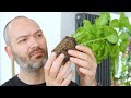 Stop Killing Your Store Bought Basil