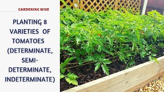 Planting out 8 varieties of tomato plants (Determinate, semi-determinate \u0026 indeterminate)